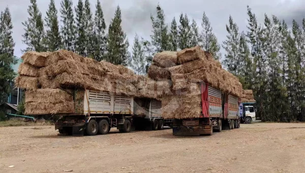 Maximizing the Use of Biomass Straw with a Pre-Treatment Shredding System